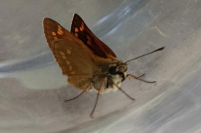 <i>Thymelicus lineola</i>