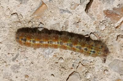 <i>Phalera bucephala</i>