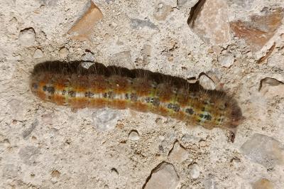 <i>Phalera bucephala</i>