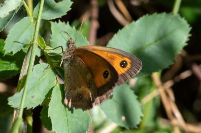 <i>Pyronia tithonus</i>