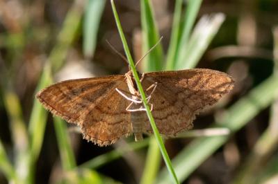 <i>Idaea rufaria</i>