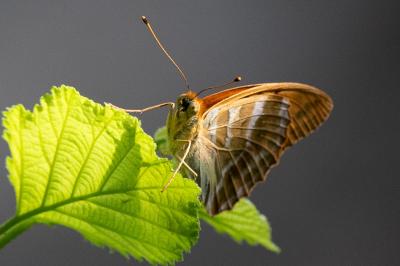 <i>Argynnis paphia</i>