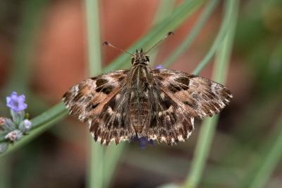 <i>Carcharodus alceae</i>