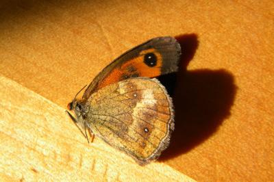 <i>Pyronia tithonus</i>