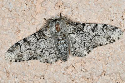 <i>Biston betularia</i>
