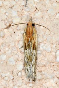 <i>Eucosma cana</i>