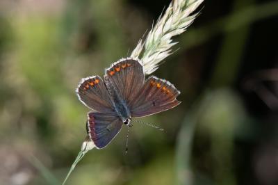<i>Aricia agestis</i>
