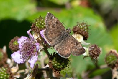 <i>Erynnis tages</i>