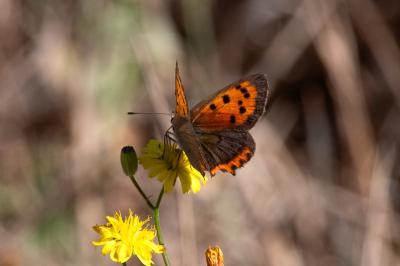 <i>Lycaena phlaeas</i>