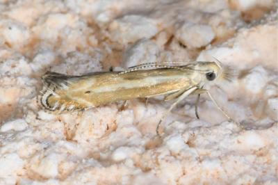 <i>Isophrictis lineatella</i>