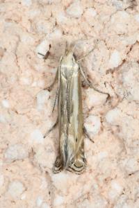 <i>Isophrictis lineatella</i>