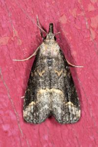 <i>Schrankia costaestrigalis</i>