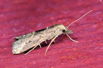 <i>Schrankia costaestrigalis</i>