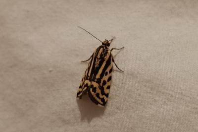 <i>Emmelia trabealis</i>