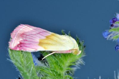 <i>Eublemma purpurina</i>