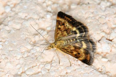 <i>Pyrausta despicata</i>