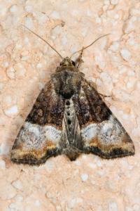 <i>Mesoligia furuncula</i>