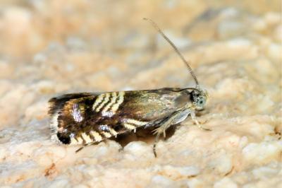 <i>Grapholita compositella</i>