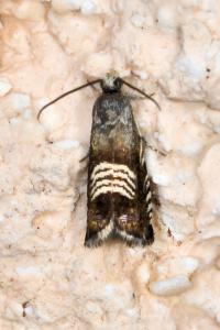 <i>Grapholita compositella</i>