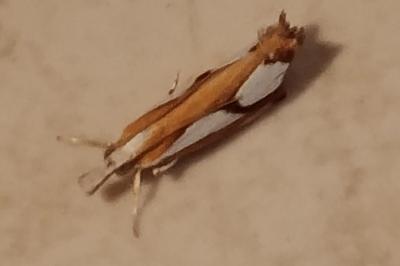 <i>Catoptria pinella</i>