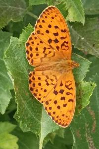 <i>Brenthis daphne</i>