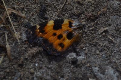 <i>Nymphalis polychloros</i>