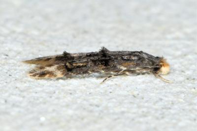 <i>Stenoptinea cyaneimarmorella</i>