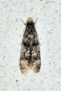 <i>Stenoptinea cyaneimarmorella</i>