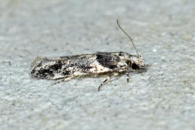 <i>Recurvaria nanella</i>