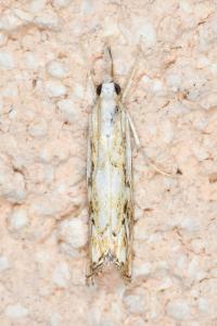 <i>Catoptria falsella</i>