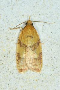 <i>Sparganothis pilleriana</i>