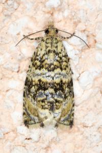 <i>Celypha lacunana</i>