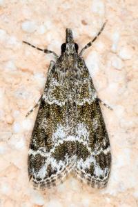 <i>Eudonia mercurella</i>