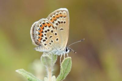 <i>Plebejus argus</i>