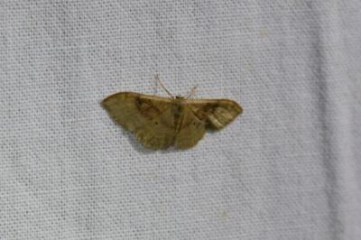 <i>Idaea degeneraria</i>