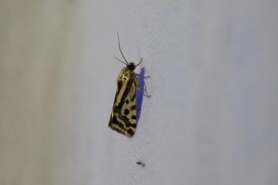 <i>Emmelia trabealis</i>