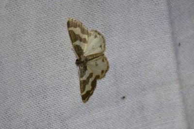 <i>Lomaspilis marginata</i>