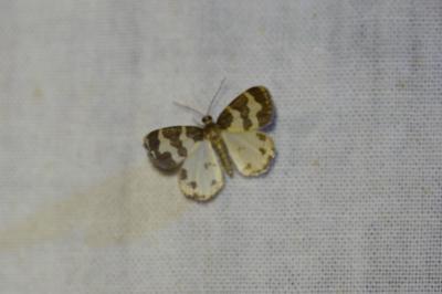 <i>Lomaspilis marginata</i>