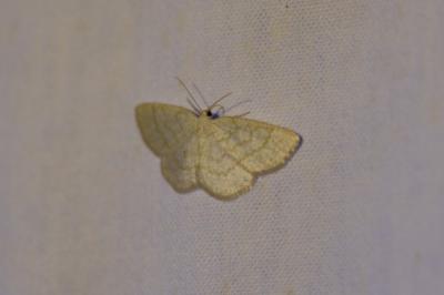 <i>Cabera exanthemata</i>