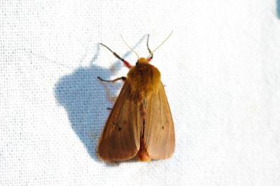 <i>Phragmatobia fuliginosa</i>