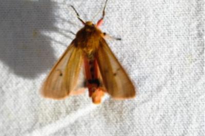 <i>Phragmatobia fuliginosa</i>