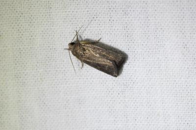 <i>Proxenus hospes</i>