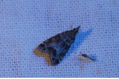 <i>Eudonia mercurella</i>