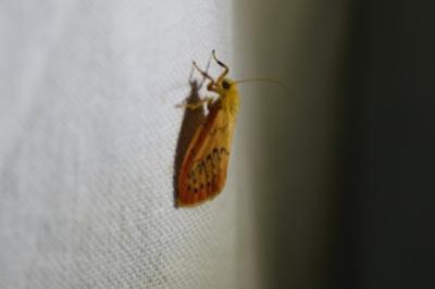 <i>Miltochrista miniata</i>