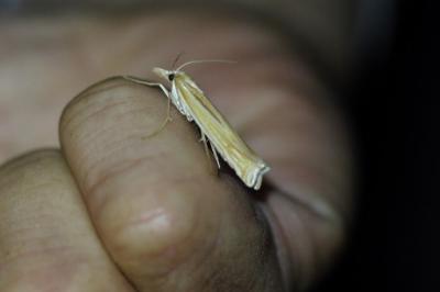 <i>Agriphila tristella</i>
