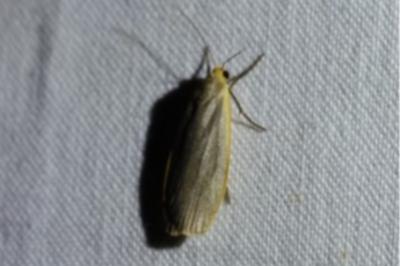 <i>Collita griseola</i>