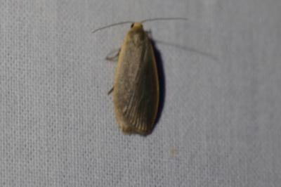 <i>Collita griseola</i>