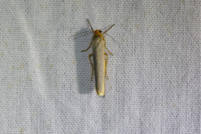 <i>Eilema caniola</i>