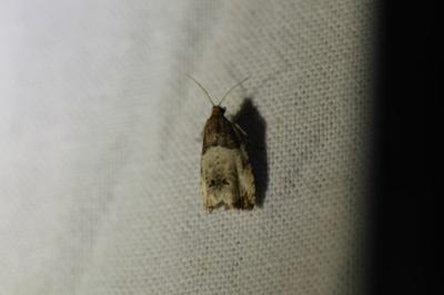 <i>Notocelia roborana</i>