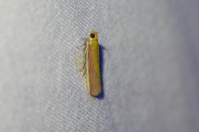 <i>Oncocera semirubella</i>